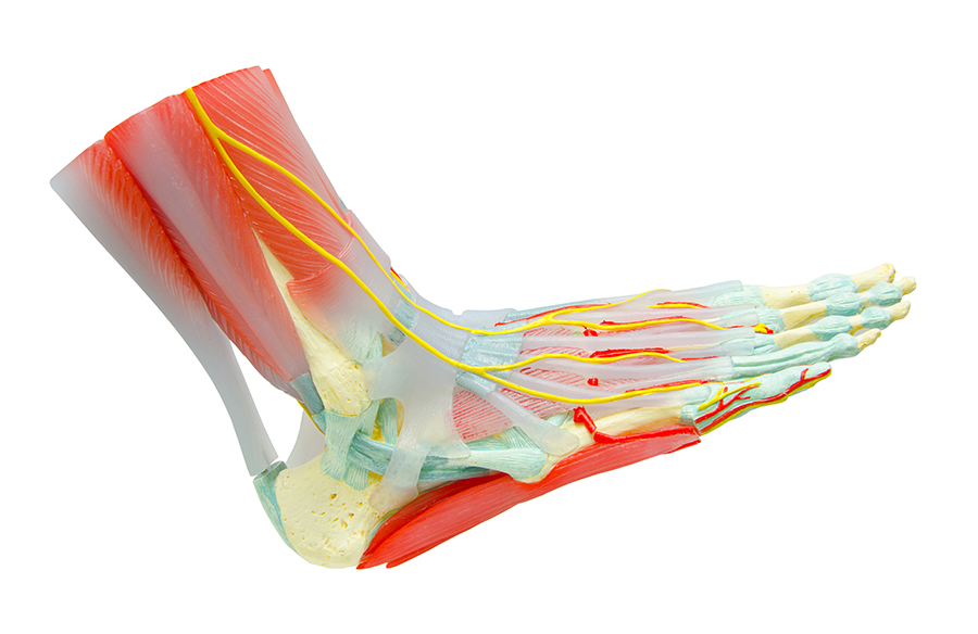 Achilles Tendon Injuries - Causes and Treatments Mesa AZ